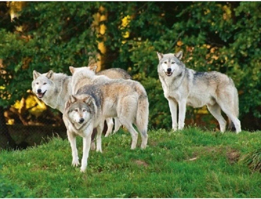 Merkloos Set Van 2x Stuks Placemats Wolf/wolven 3d Print 30 X 40 Cm Placemats