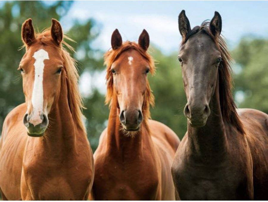 Merkloos Set Van 4x Stuks Placemats Drie Paarden 3d 30 X 40 Cm Placemats