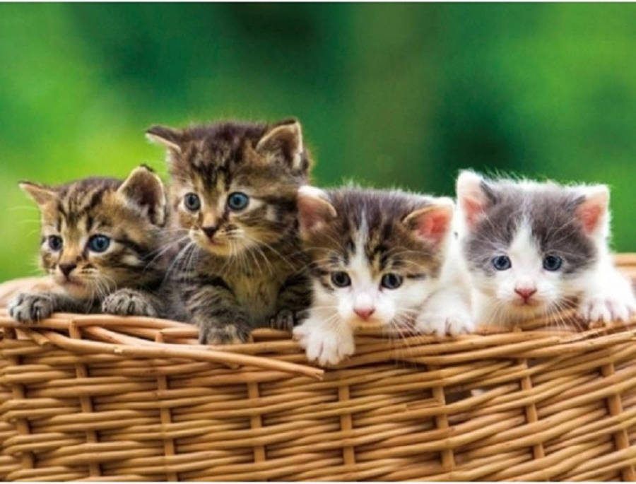 Merkloos Set Van 4x Stuks Placemats Poezen/kittens 3d Effect 30 X 40 Cm Placemats