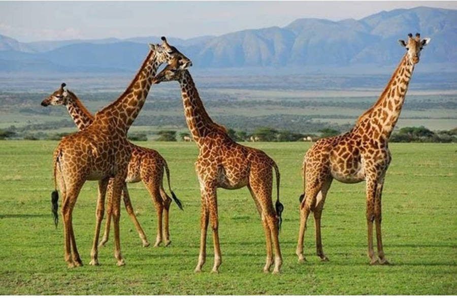 Pia Placemat Giraffen 3d 28 X 44 Cm Placemats