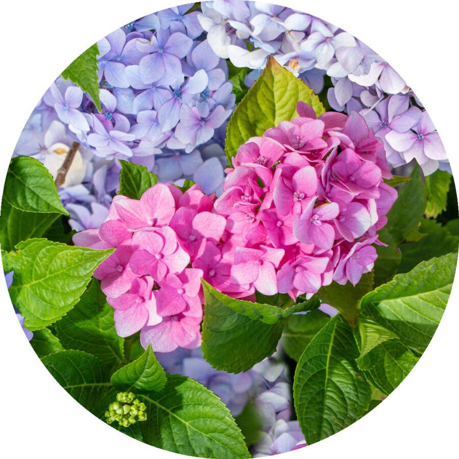 Wicotex Tafelzeil Rond Wilder Mosaics 160cm